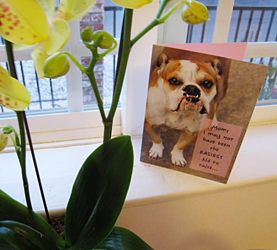 bulldog mothers day card