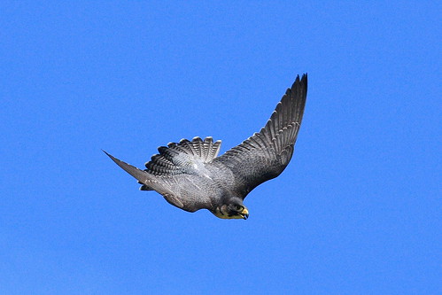 peregrine falcon in flight. Peregrine Falcon in flight (6)