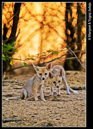 Desert fox cubs (Vulpes vulpes pusilla)