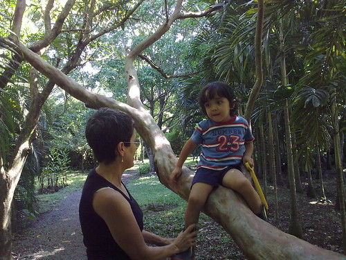 En el árbol