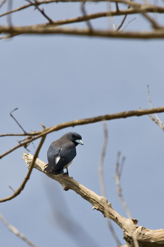 Dark Blue Bird