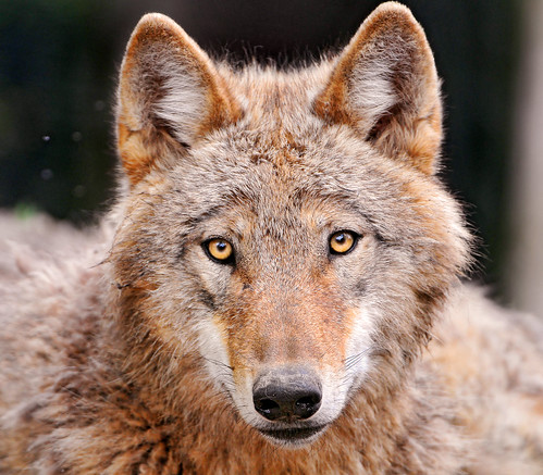フリー写真素材|動物|哺乳類|イヌ科|狼・オオカミ|