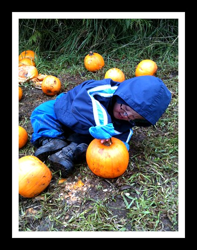 Aidan picks his pumpkin