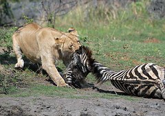 Lion & Zebra #4, Makadagkadi Pan