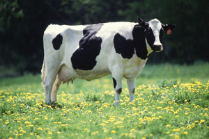 Dairy Cow photo