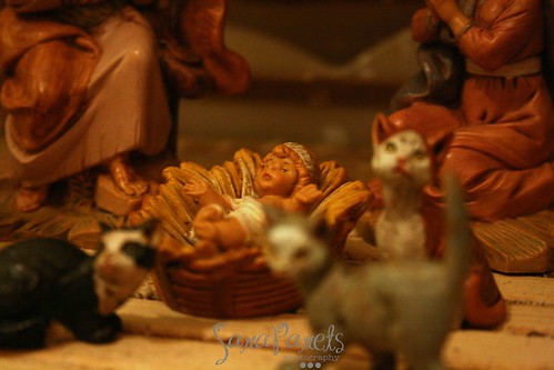 Jesus and the kitties