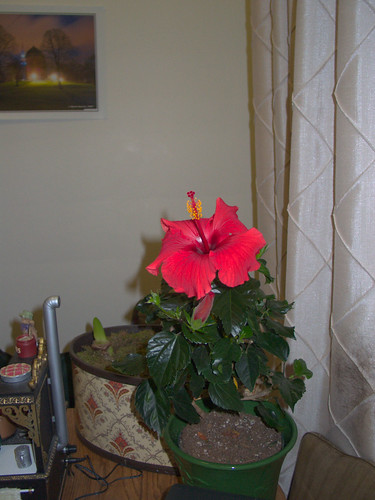 Hibiscus in Bloom on January 5 