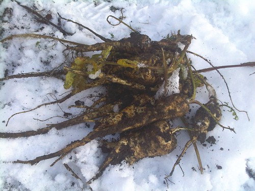 parsnips in snow Dec 09