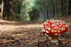 20100107 Mushroom on a Forest Trail