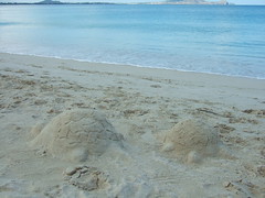 Sand Turtles