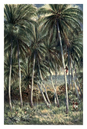 013-Cocoteros en el norte de Queensland-Australia (1910)-Percy F. Spence