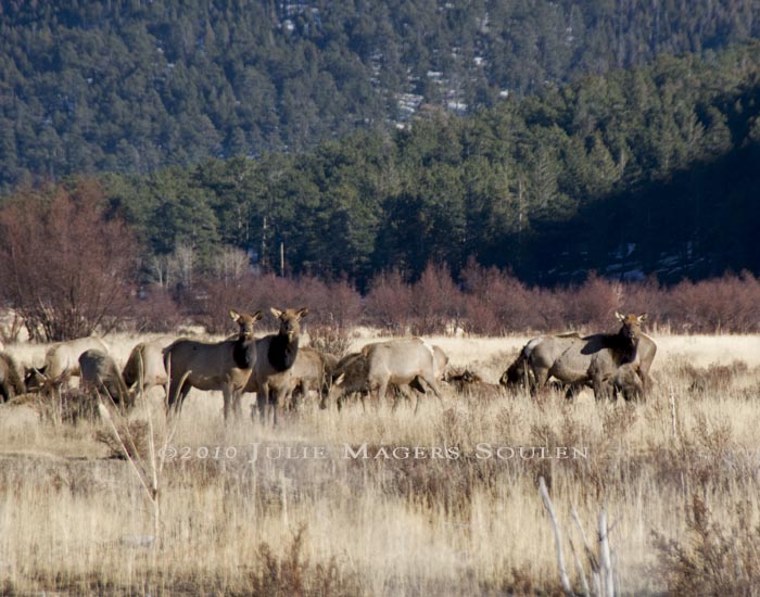 A group of elk cows, one pair looking to be a mother and daughter, watch closely for predators in Rocky Mountain National Park, Colorado.