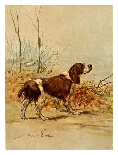 019-El Springer ingles-The power of the dog 1910- Maud Earl