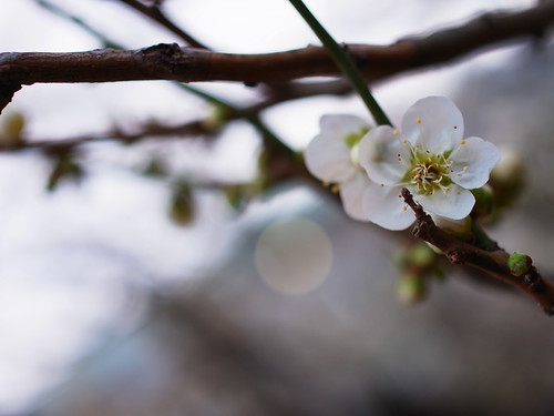 white plum-blossom