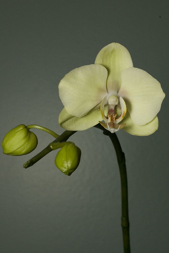 NOID Phalaenopsis