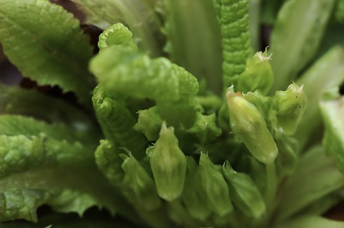 Primula vulgaris | Stengelloze sleutelbloem - Primrose