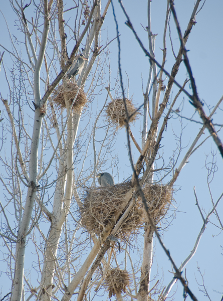 Great Blue Herons staking out their nest sites.