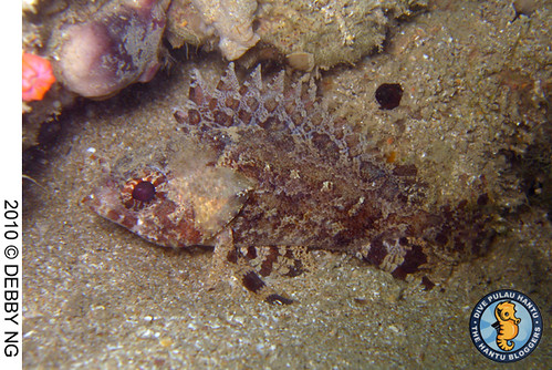 flase scorpionfish