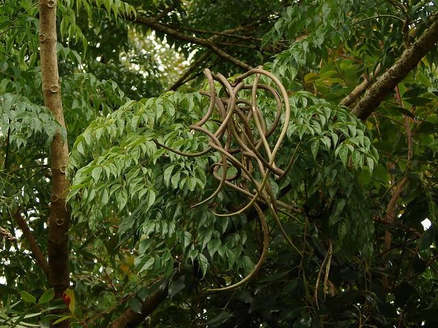 Radermachera sinica - "China Doll tree" - seedpods