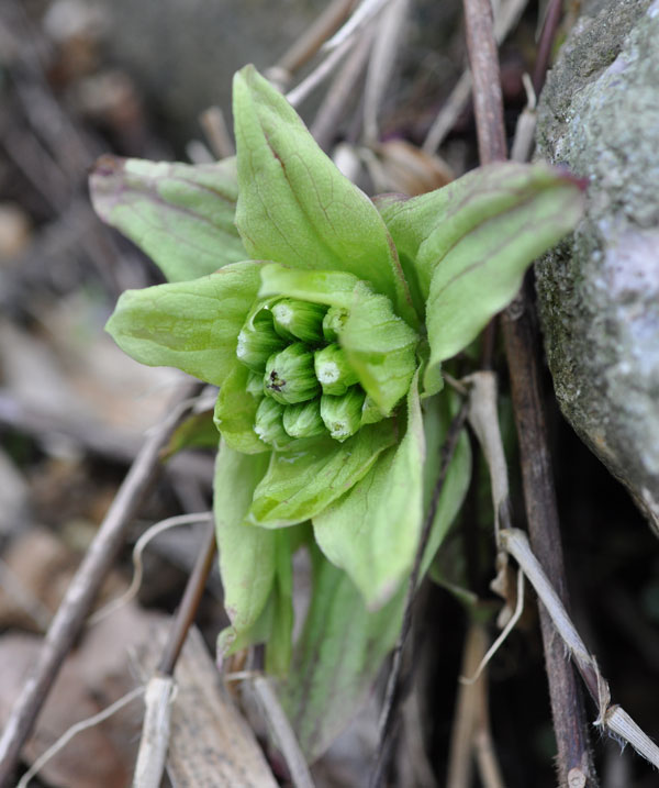 A butterbur sprout