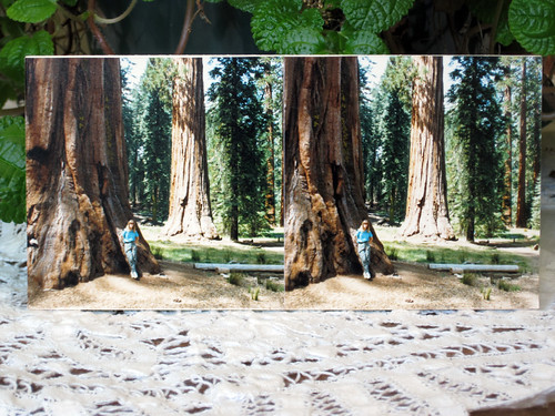 Giant Redwoods, Calif.