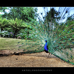 The Horny Peacock :P :: HDR