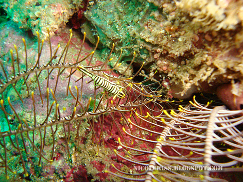 coral shrimp