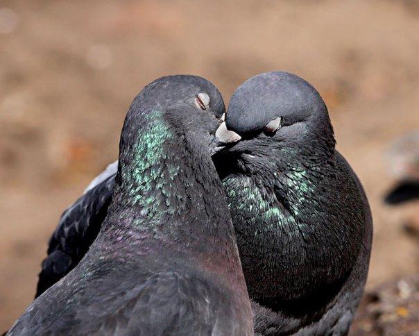 Aşk Kuşları