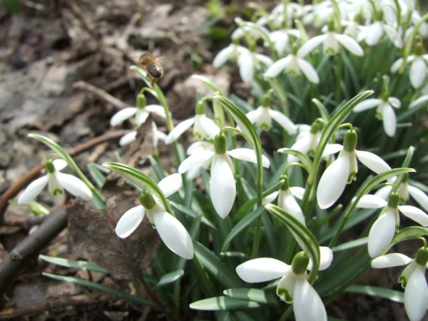 Snowdrops and a bee