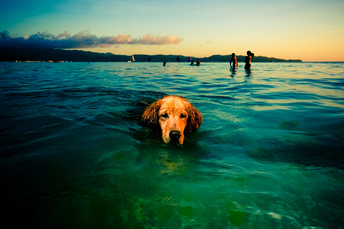 Swimming Doggy Style