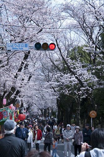 桜祭り＠松戸