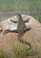 Monitor Lizard, South Luangwa, Zambia