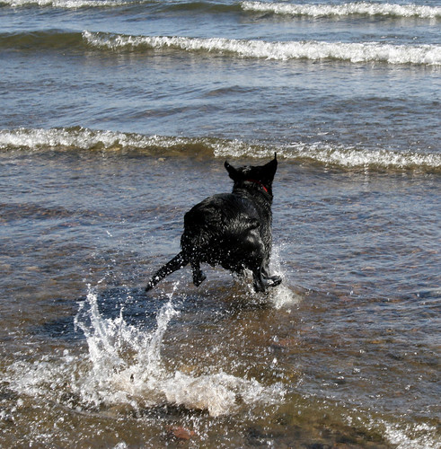 Black Labrador Retriever running into the lake