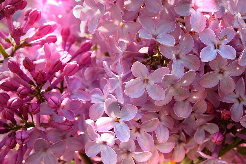 April Lilac