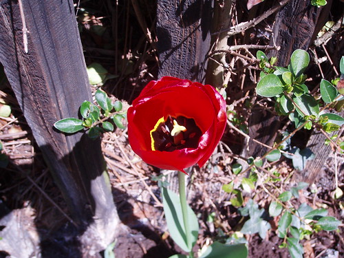 Lone tulip