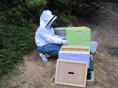 Putting my bees in their hive