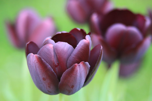 Black tulips.