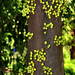 Ficus leptoclada - Atherton Fig