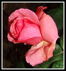 Rose et amour....rosa y amor ....rose d'amour ...