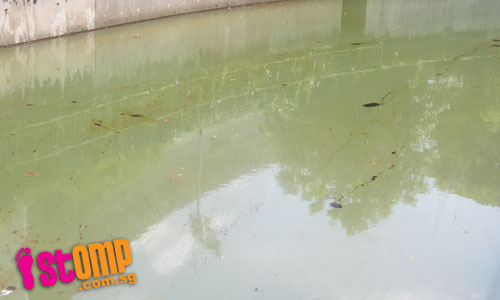 Even the canals at East Coast and Singapore Expo are polluted by oil now