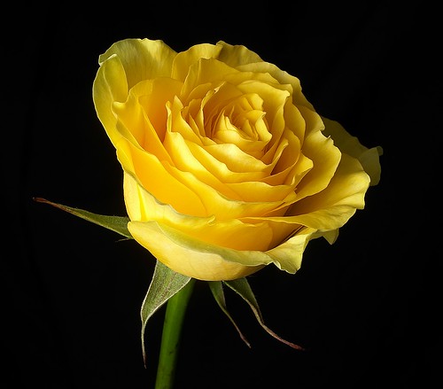 wallpaper yellow rose. wallpaper yellow rose flower