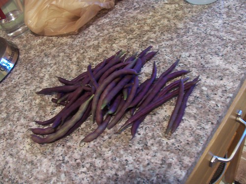 louisiana purple pod peas