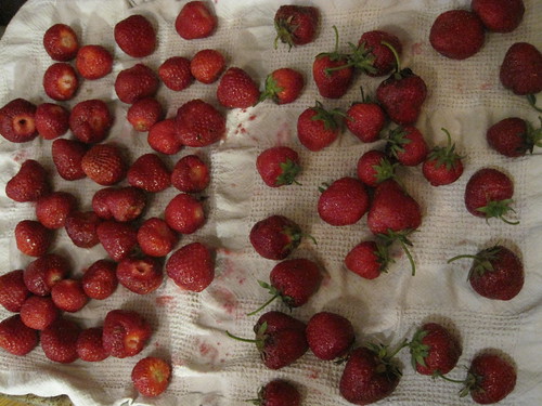 Drying & Hulling the Strawberries