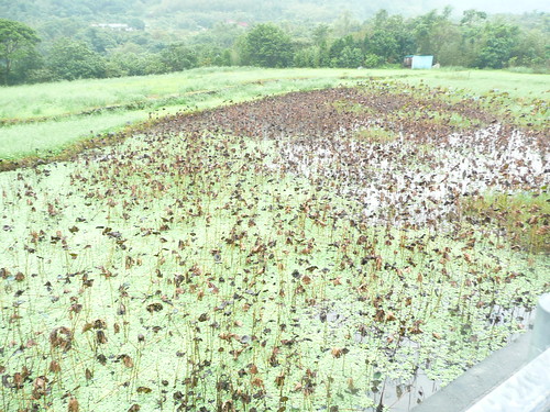 Dead Lotuses in a Pond