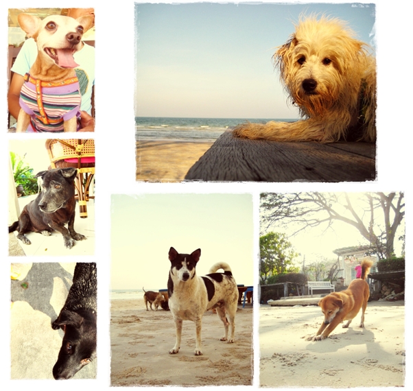 HuaHin Trip: Cute dogs I met