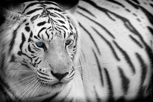 Ali Buhligah님이 촬영한 Royal White Bengal Tiger.