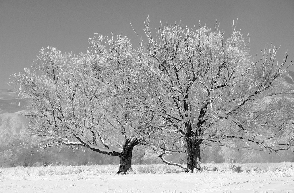 two frosted trees near venice 12 26 09 bw