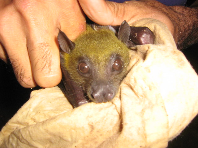 Greenish naked-backed fruit-bat