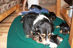 Molly and pups