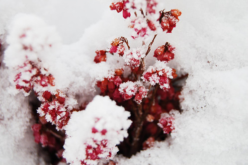 Pink details in snow 2 (Photo by iHanna - Hanna Andersson)